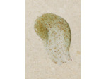 Exfoliant visage rééquilibrant Seaweed - Algues