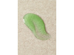 Exfoliant Purifiant Instantané Arbre à Thé - Squeaky-clean scrub Tea Tree