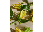 Eau de Parfum Full Ylang Ylang