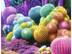 Nathan - Puzzle Adulte - Puzzle 2000 pièces - Arc-en-ciel de cactus