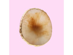 SUPPORT EN MARBRE- MARRON