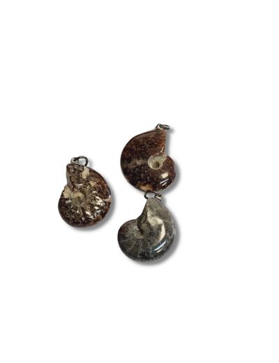 Ammonites Pend pierre roulée