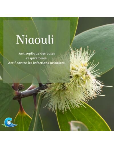 HUILE ESSENTIELLE DE NIAOULI BIO CEVEN'AROMES 10ML