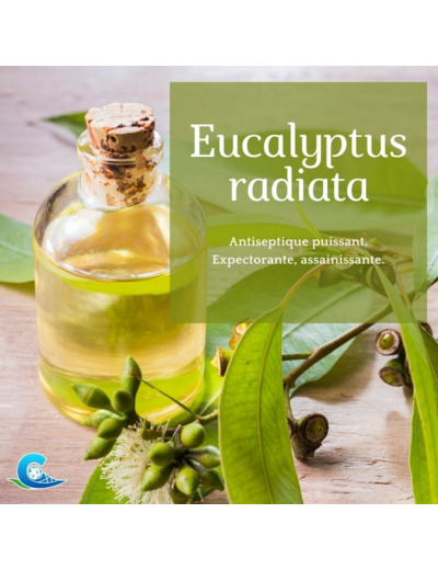 HUILE ESSENTIELLE D'EUCALYPTUS RADIATA BIO CEVEN'AROMES 10ML