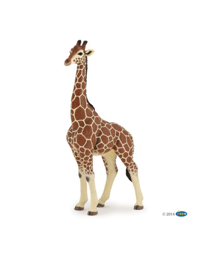 Girafe mâle -Papo- 50149